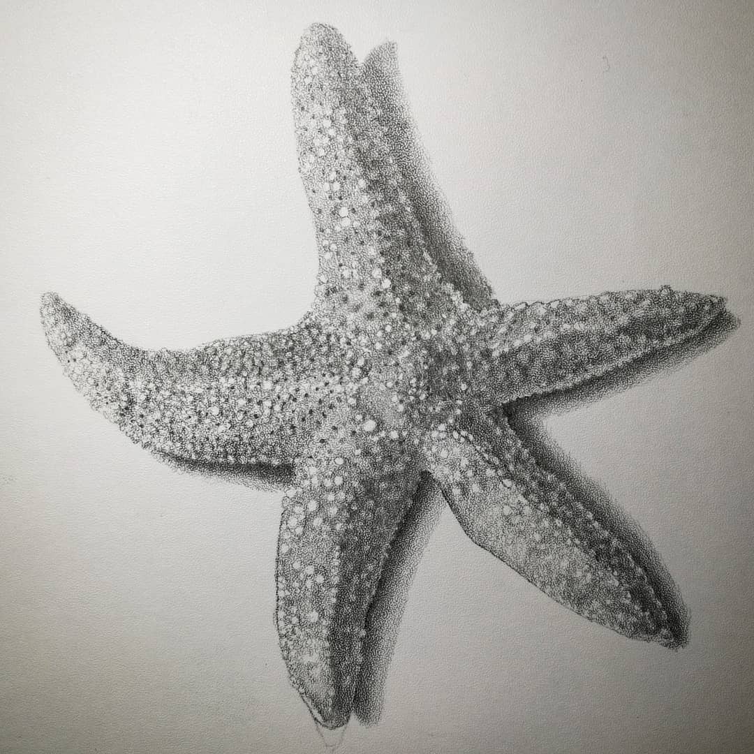 seastar_stippleboard