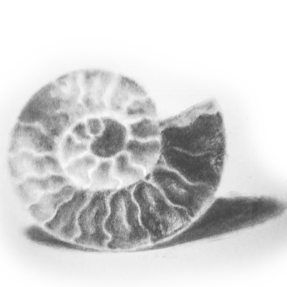 small_ammonite2
