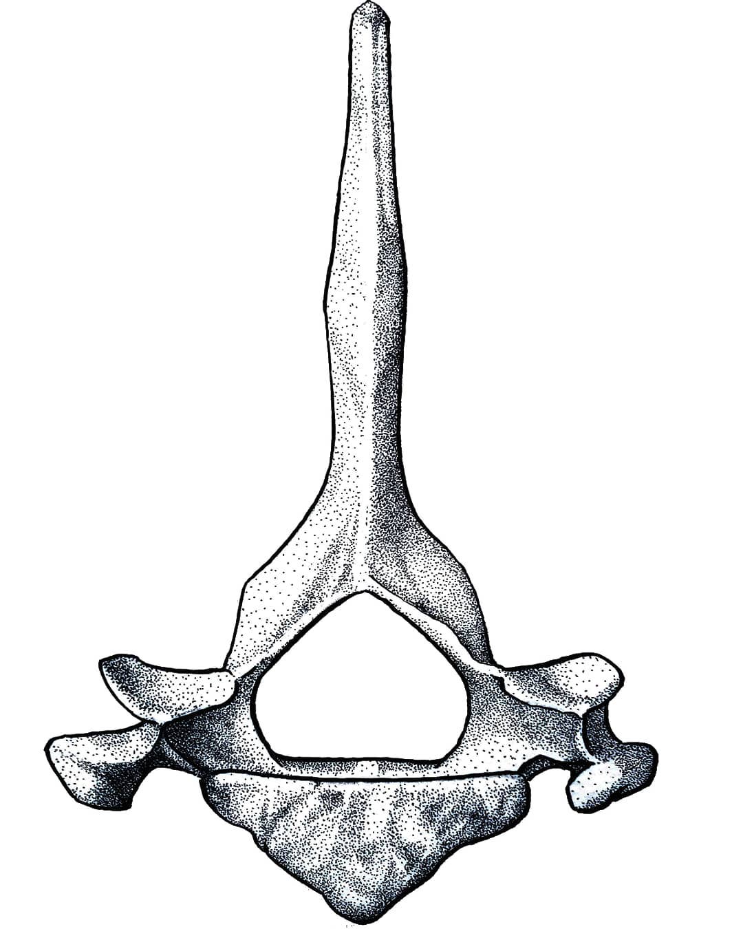 vertebra